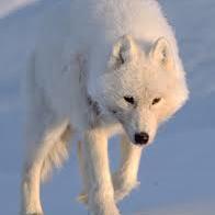 Wolf_Arctic_1979@k8s.social